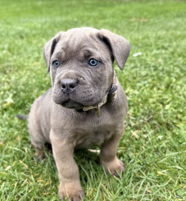 Suczka cane corso z rodowodem
