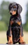 Doberman samiec z wyjątkowego skojarzenia ZKwP/FCI