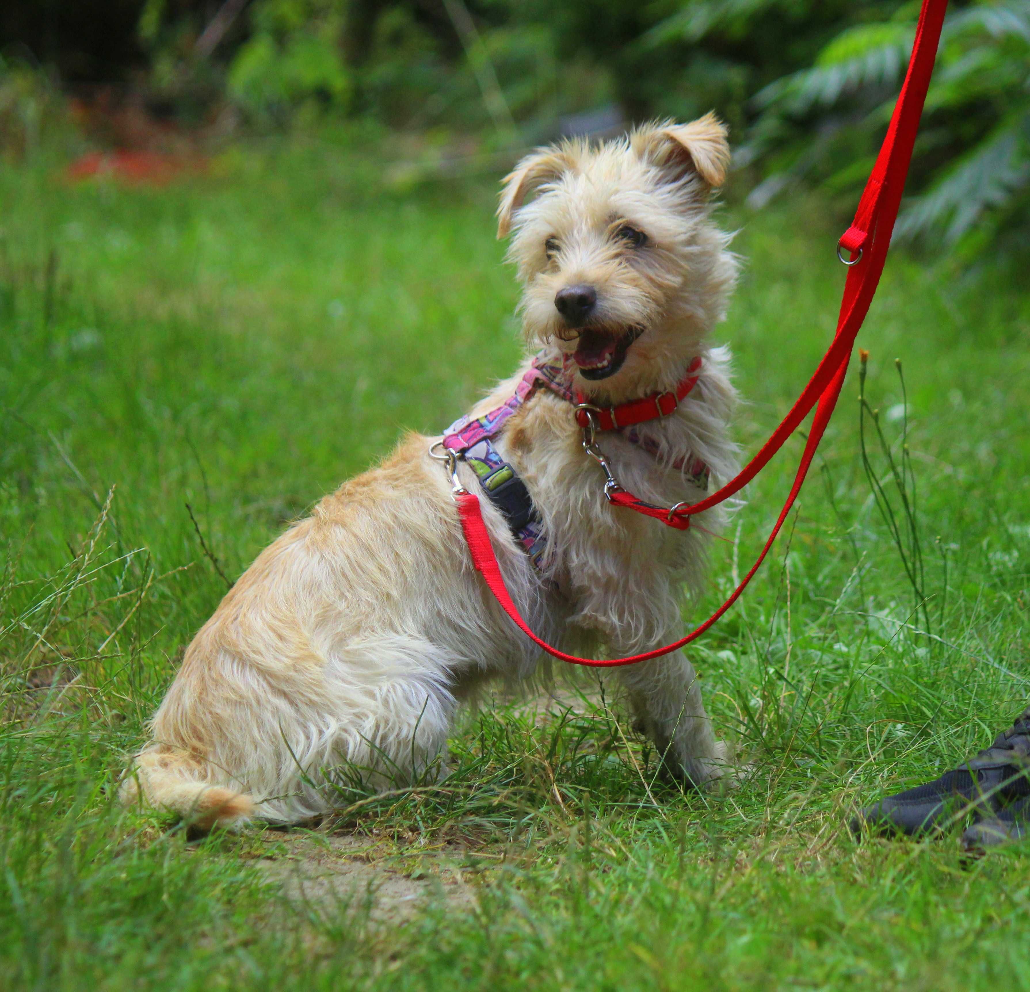 Lusia  10 kg przyjacielska sunia  , adopcja tylko spokojna okolica