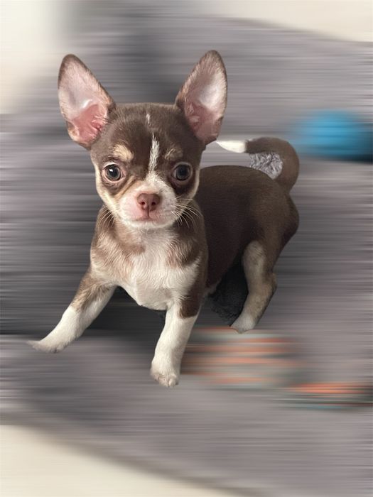 Chihuahua Macho tricolor chocolate