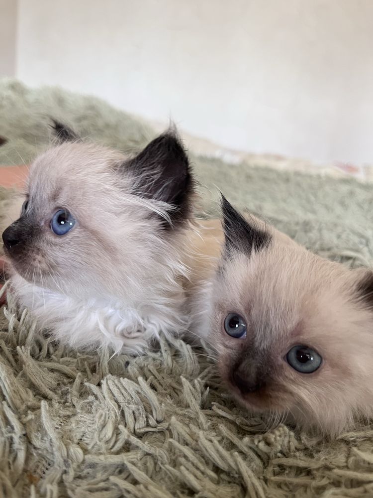 Сіамські кошенята
