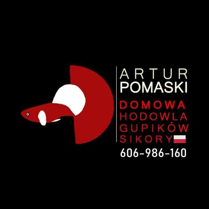 Gupik Yellow Metal Pingu. Czysta Linia