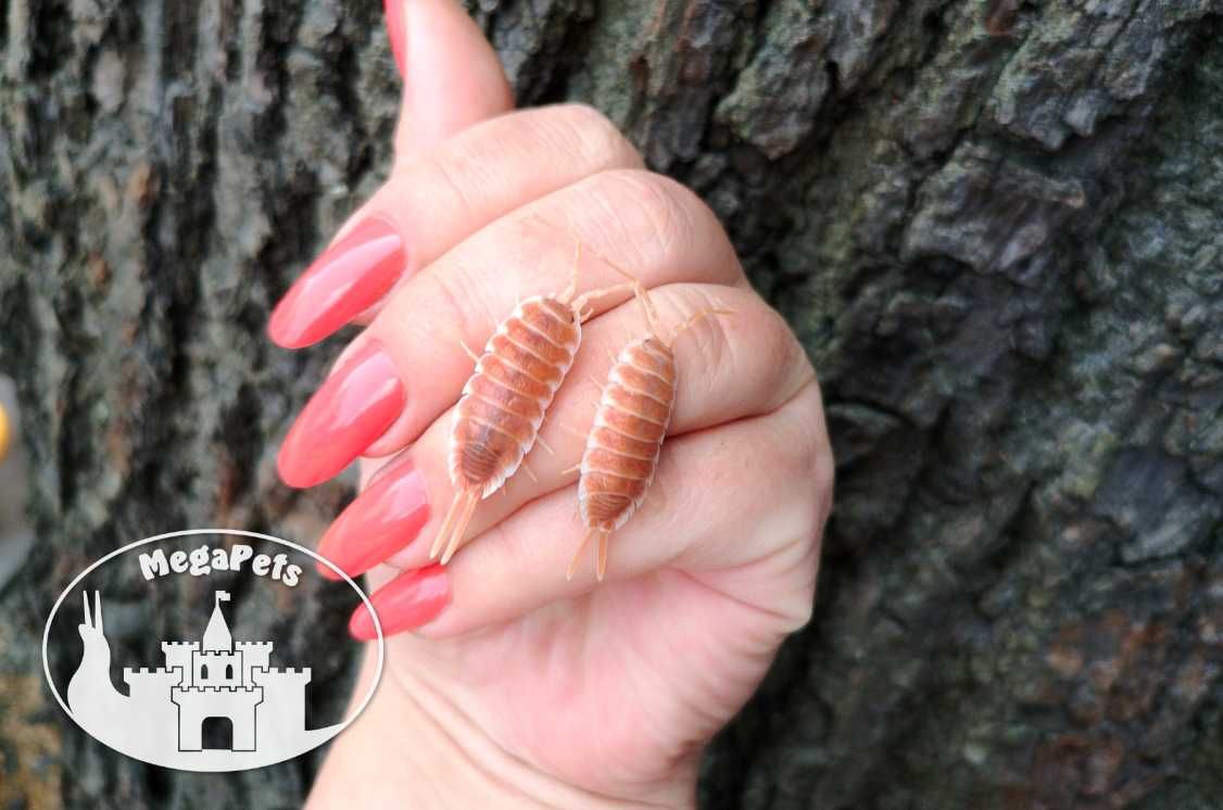 Porcellio hoffmannseggi Orange Prosionki Kulanki Skoczogonki Ślimaki