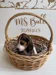 Beagle ULTIMO MENINO