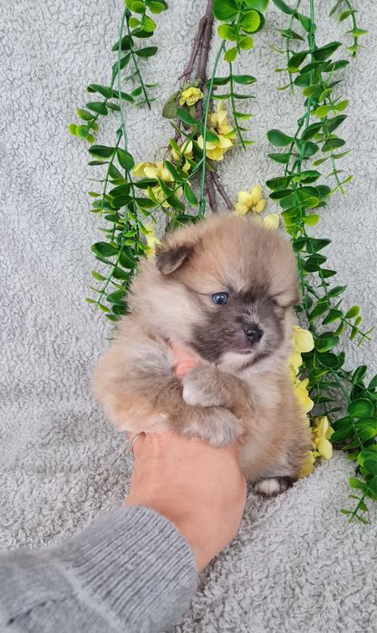 Estupenda mini Lulu da Pomerânia / Spitz Alemão Anão de Qualidade
