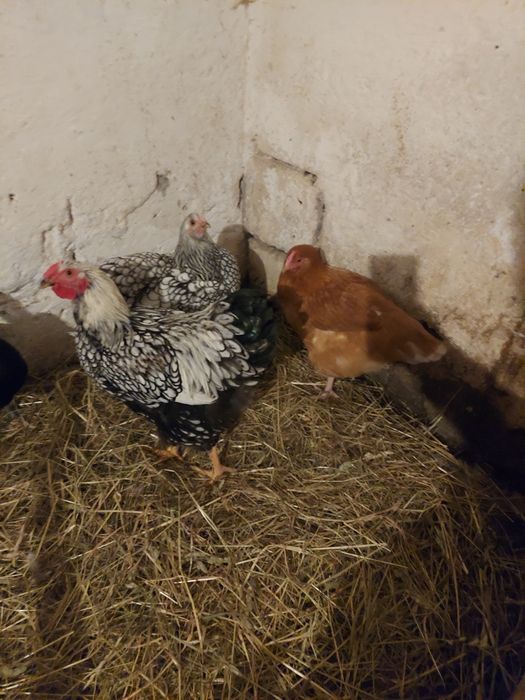 Kury  koguty wyandotte