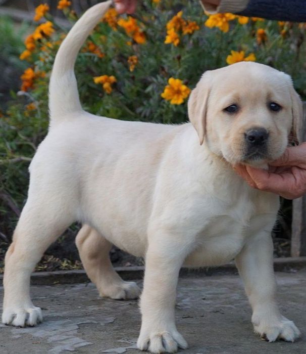 Замечательные лабрадоры