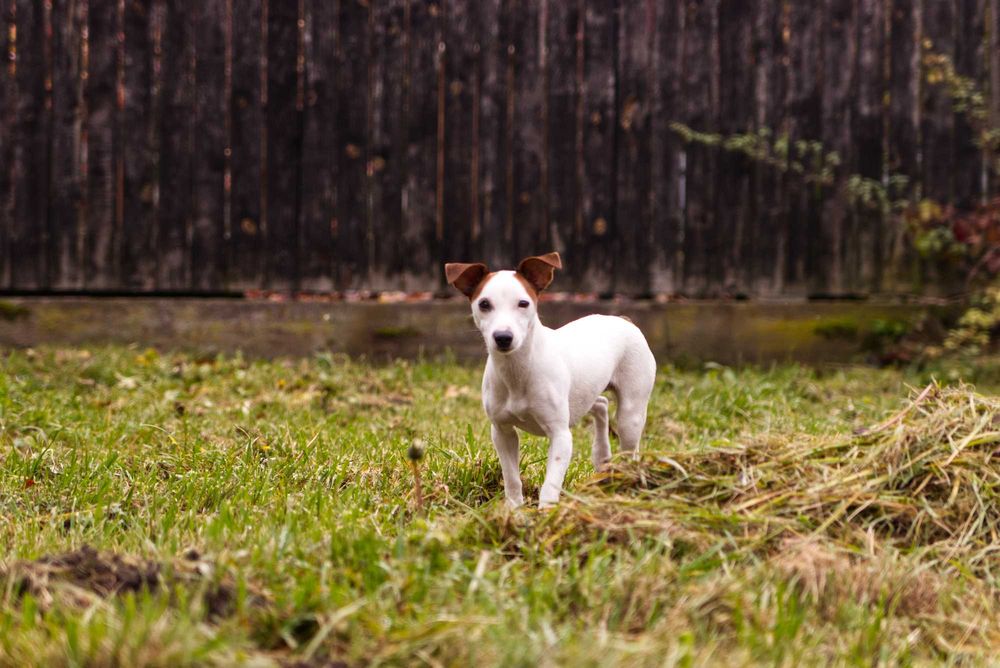 jack russell terier DO ADOPCJI!