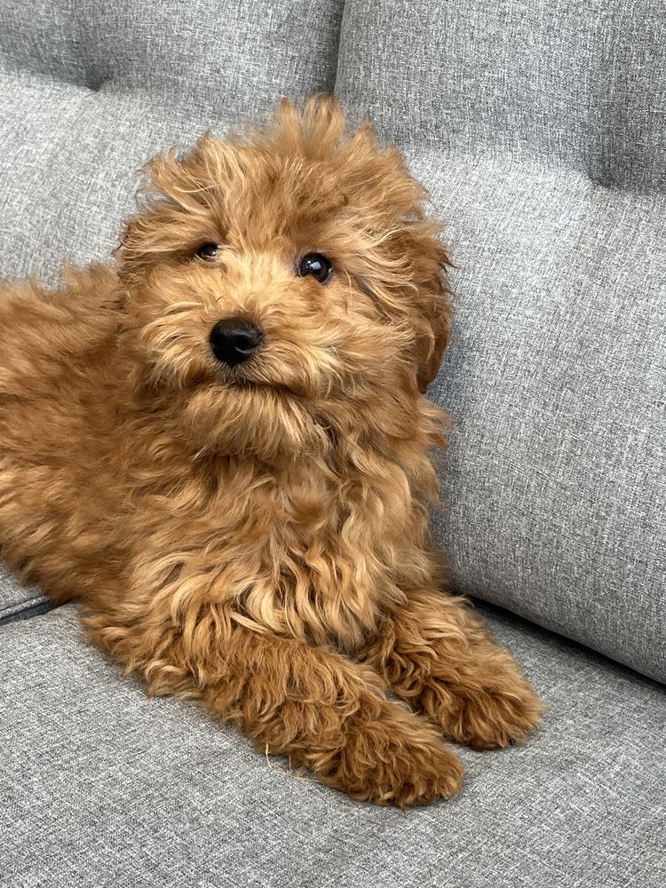 Cavapoo piekny piesek do odbioru