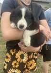 Border Collie Suczka niesamowita