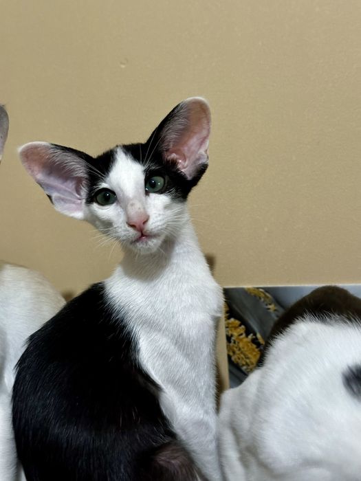 Czarno-biała koteczka orientalna Bianca