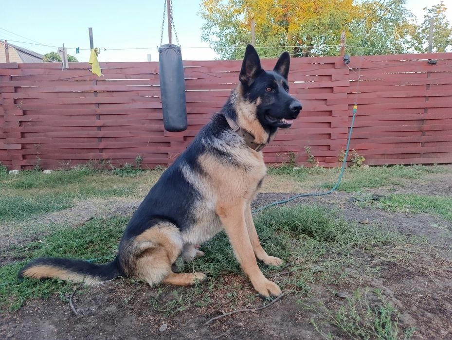 Немецкая Овчарка кобель для вязки оплата Моя