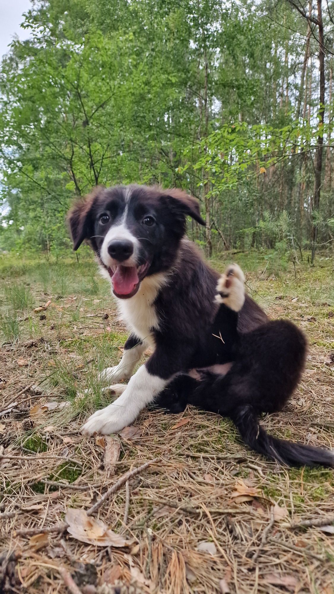 Border Collie piesek czarno biały