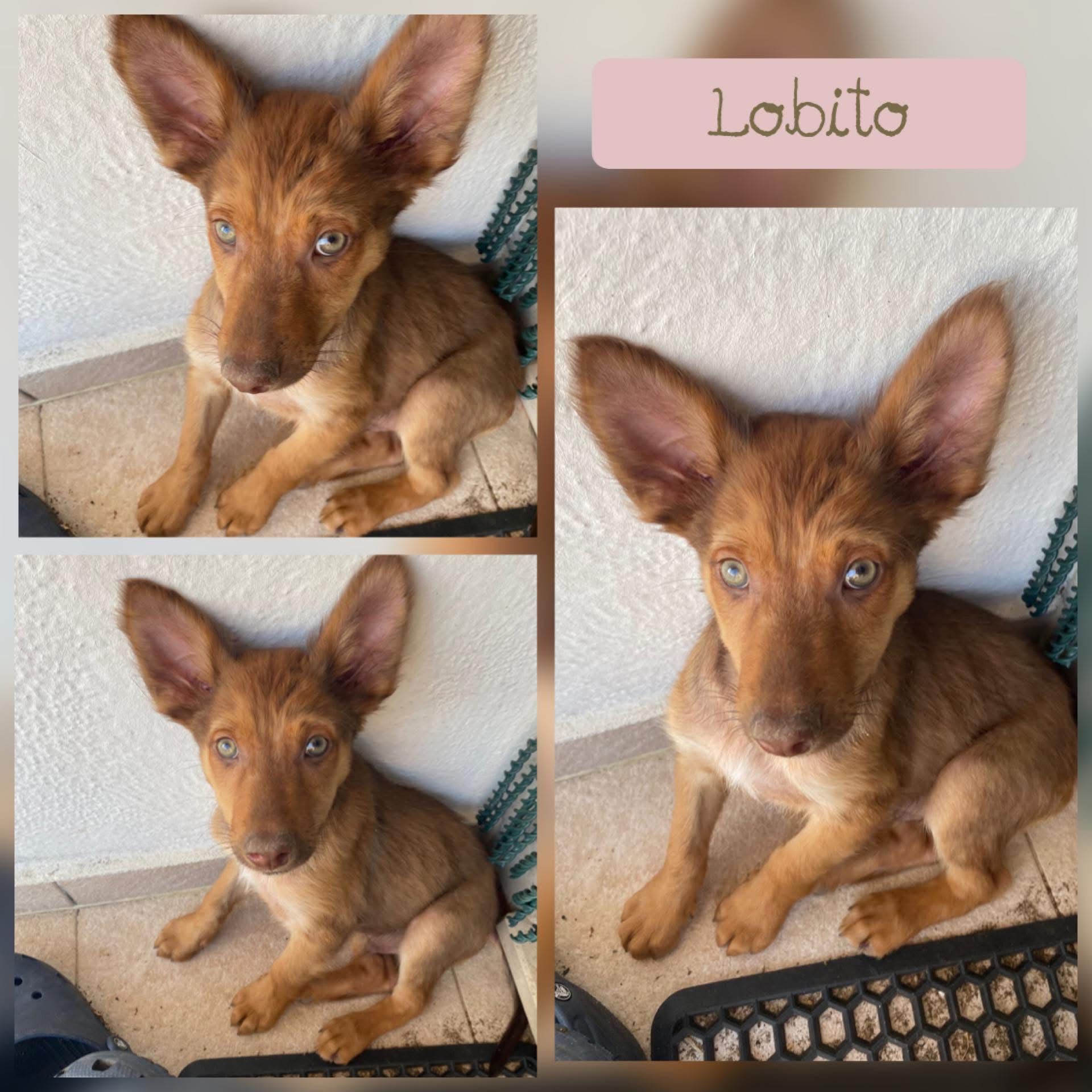 Cachorrinho 3 meses porte médio grande