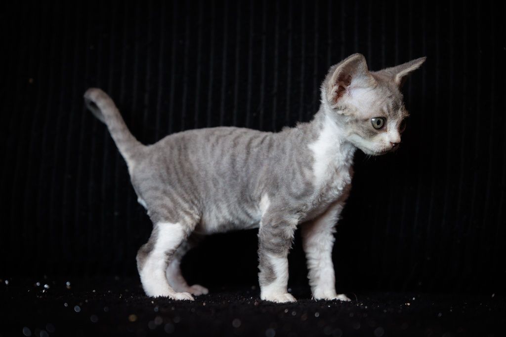 Devon Rex* chłopczyk* Erwin* niebieski bicolor pręgowany