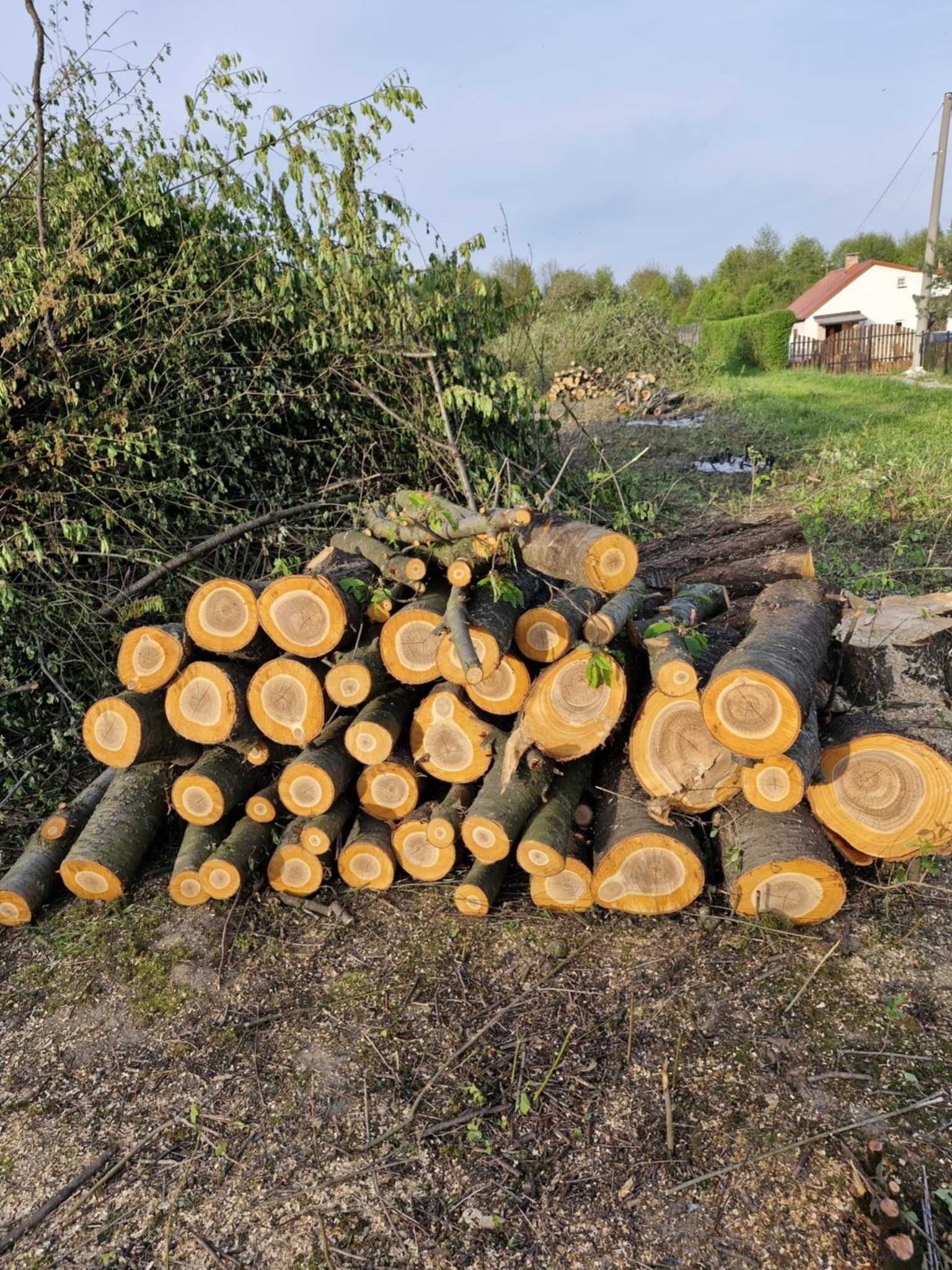 Sprzedam drewno owocowe i opałowe
