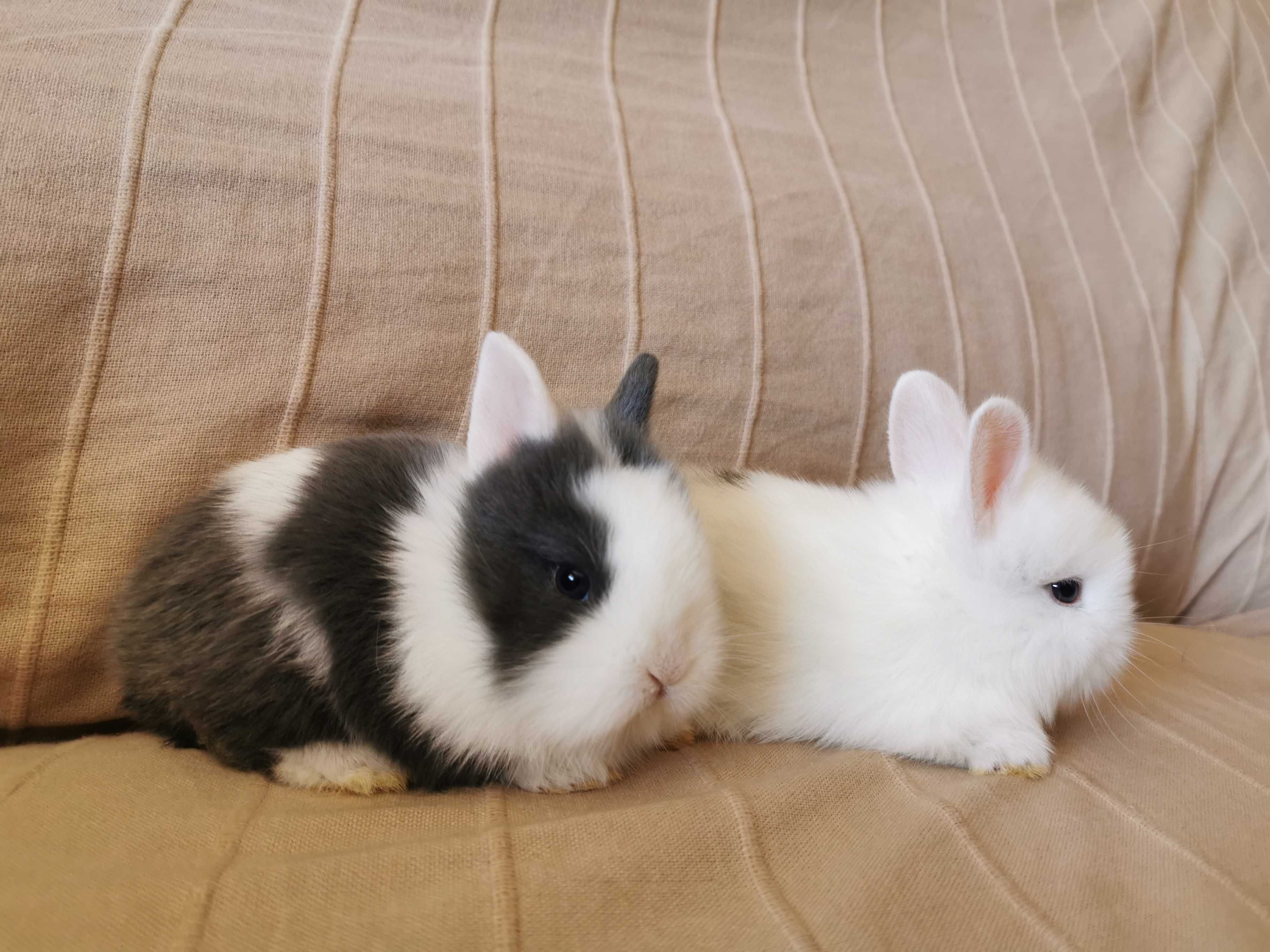 Coelhos anões angorá, holandês mini e minitoy muito fofos