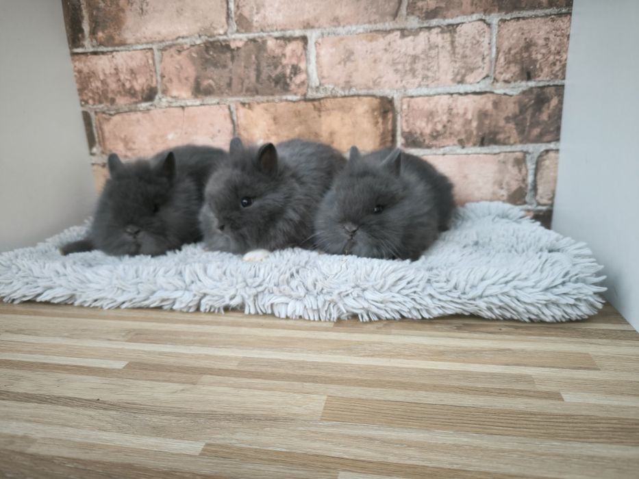 Króliczki karzełki niebieskie puszyste mini króliki