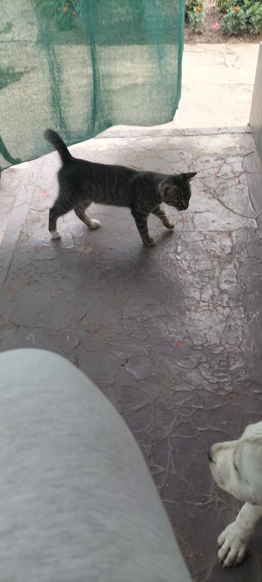 Котик сірий простий шукає родину. Безкоштовно.