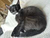 Pilnie do adopcji Koty