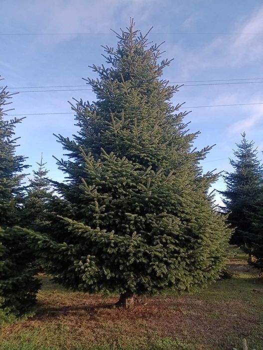 JODŁA KAUKASKA duże choinki bożonarodzeniowe 3-10 metrów