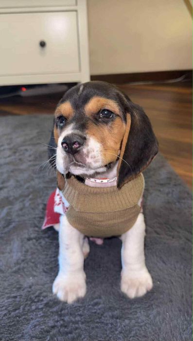 Szczeniak  rasy beagel