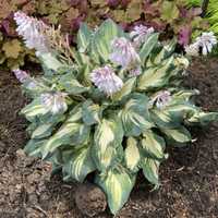 Funkia Hosta 'Hans'