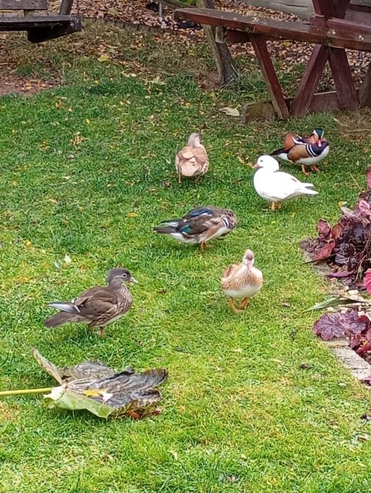 Kaczki kaczorki mandarynki