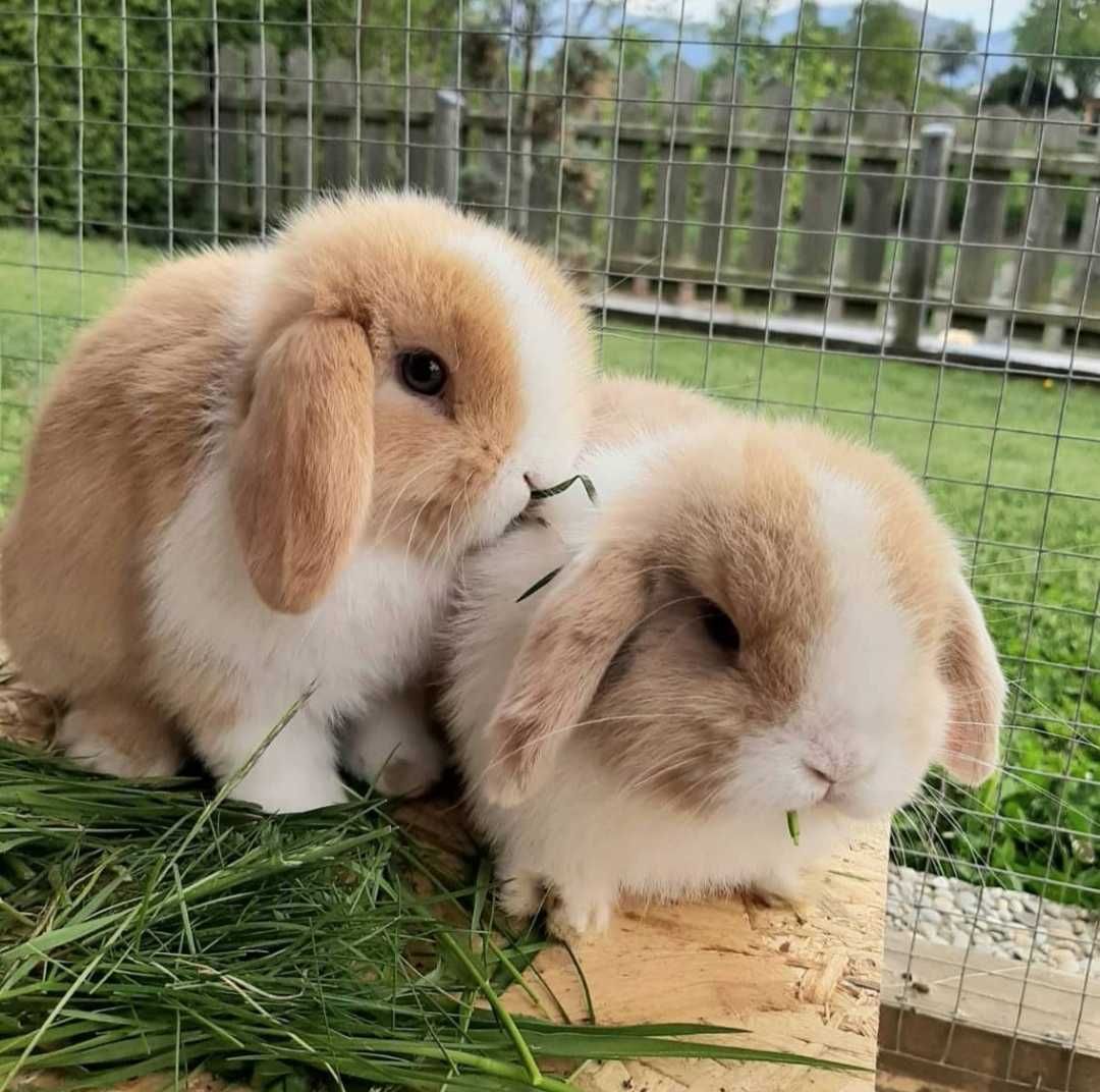 KIT Coelhos anões mini lop, orelhudos lindíssimos e super inteligentes