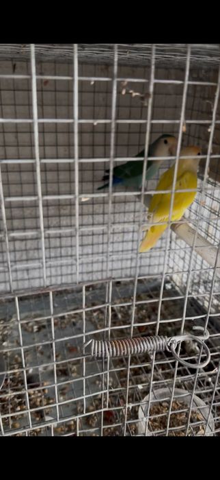 Casais de agapornis e periquitos reprodutores