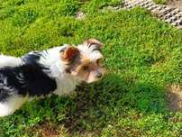 Biwer Yorkshire Terrier