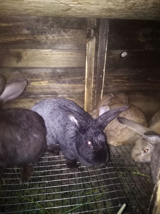 Продам кроликів.Або обмін один на один.Цікаво щось із великих порід.