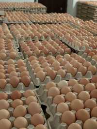 Инкубаційні яйця