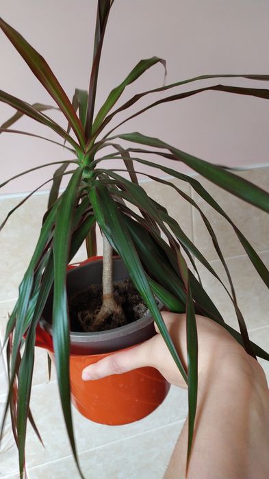 Драцена пальма не роздвоєна