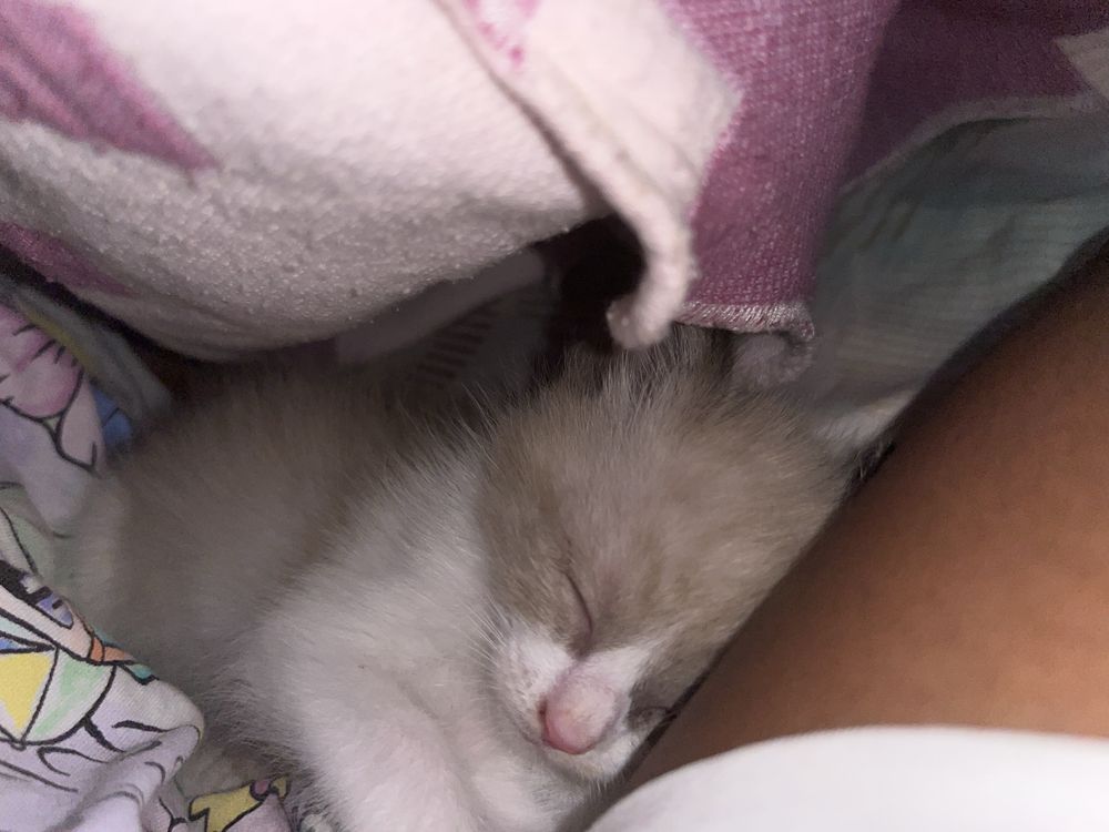 Doar gatos lindo