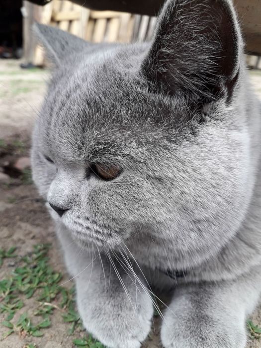 Шотландський прямовухий котик чекає на в'язкуВ'язка