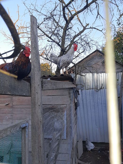 Продам півнів породні