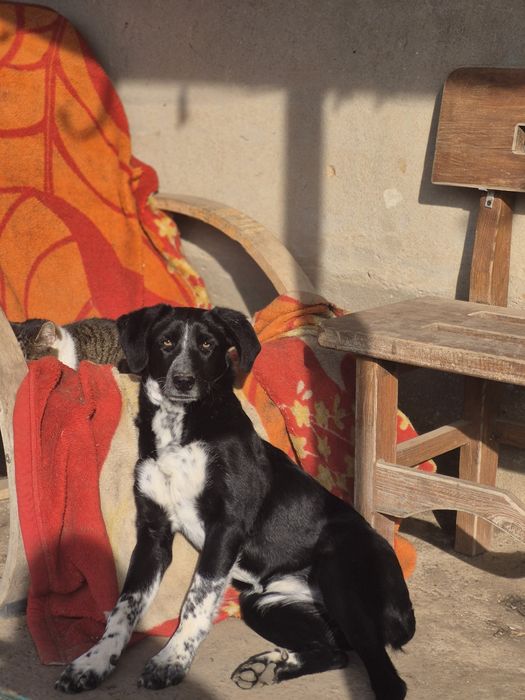 Метиси курцхаара