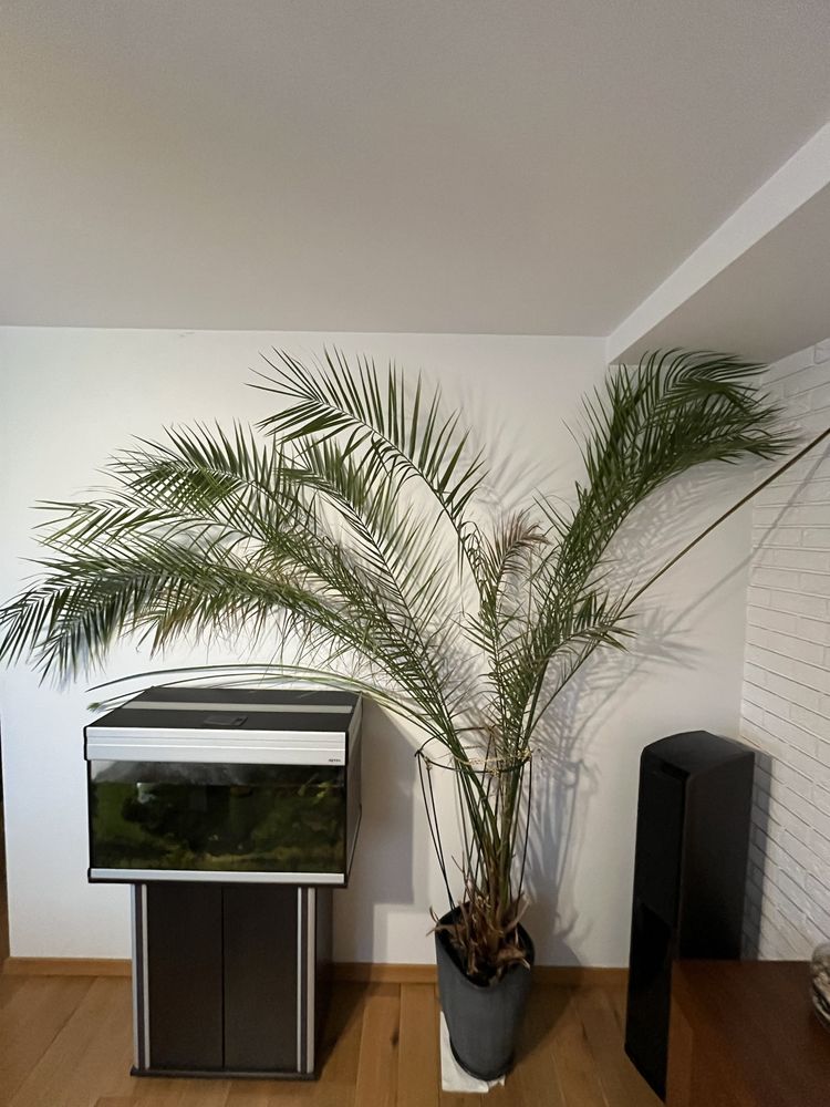Palma daktylowa - ponad 2 metry