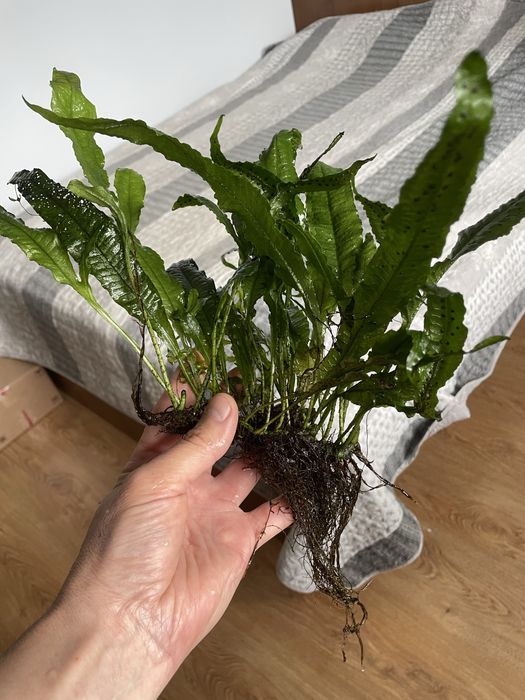 Microzorium mikrozorium roslina rośliny roślinki akwariowa
