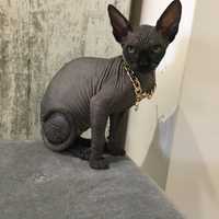 Канадський сфинкс , канадский сфінкс , Canadian Sphynx