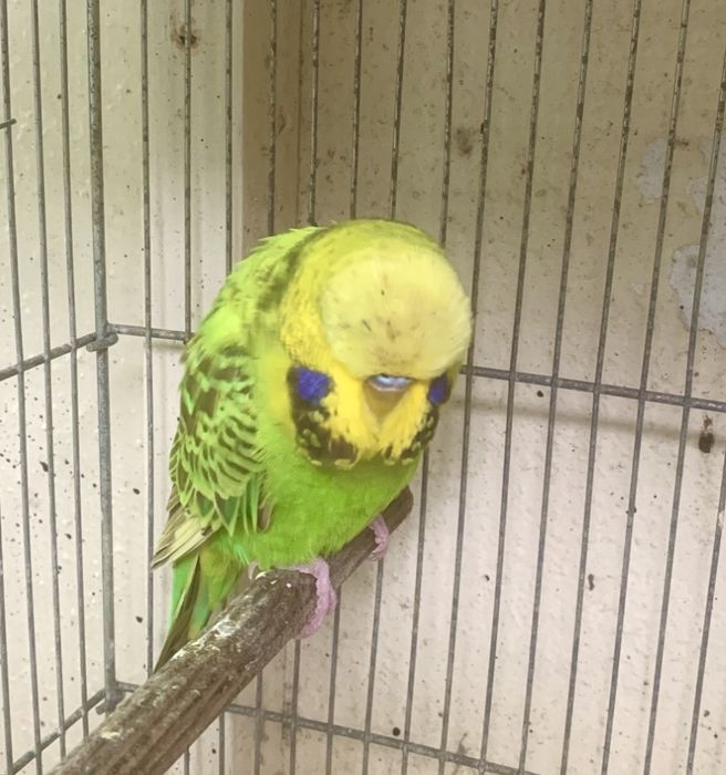 2 piriquitos ingles machos do principio do ano