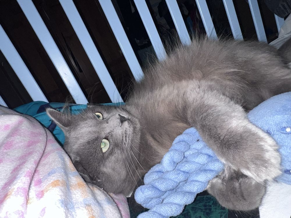 Nebelung para adoção