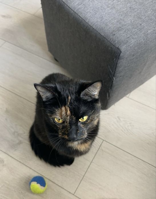 Oddam Kotke w dobre crece