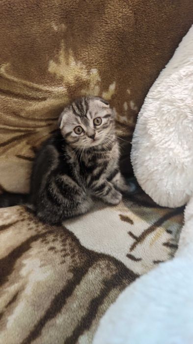 Шотландские котята