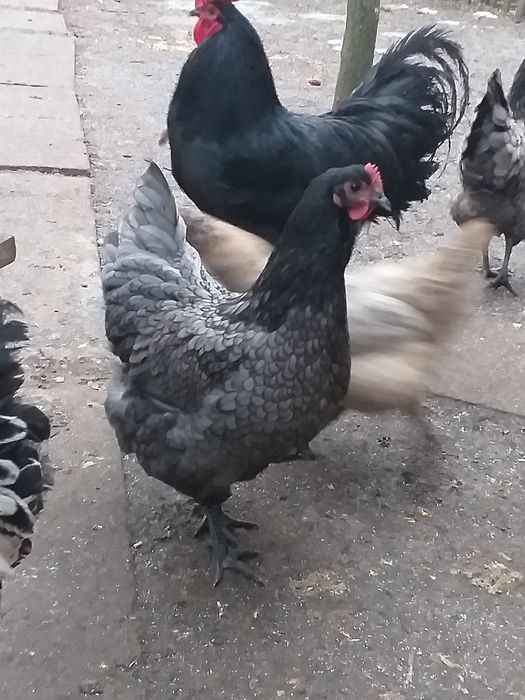 Яйце інкубаційне кури Австралорп .