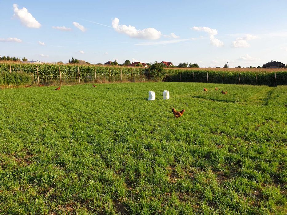 Jaja wiejskie świeże