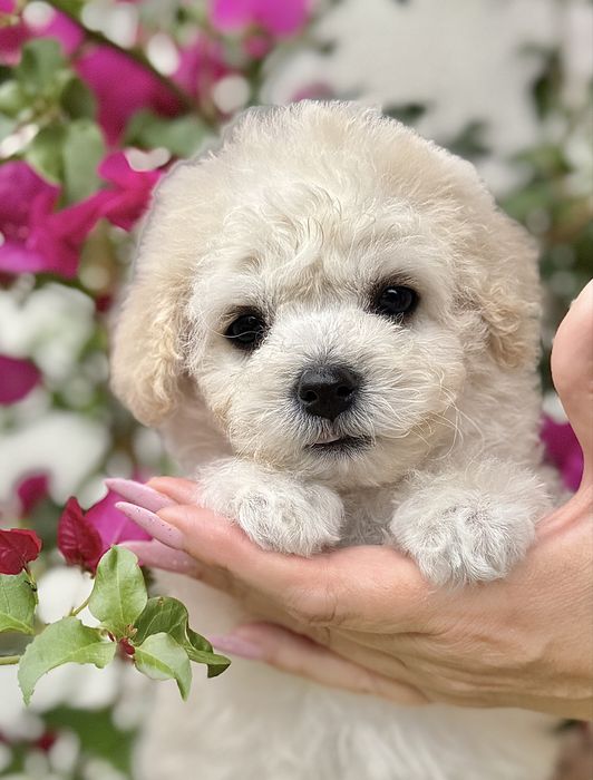 Bichon Frise chłopiec Zwiazek Kynologiczny w Polsce FCI