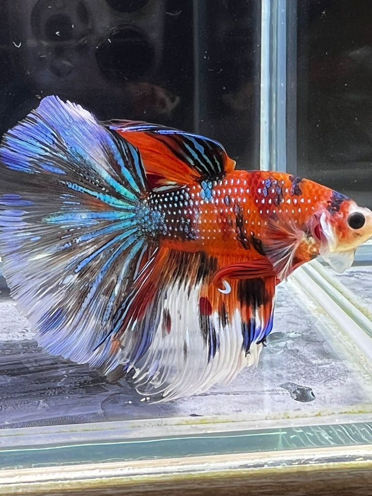 Bojownik Koi MASSON
