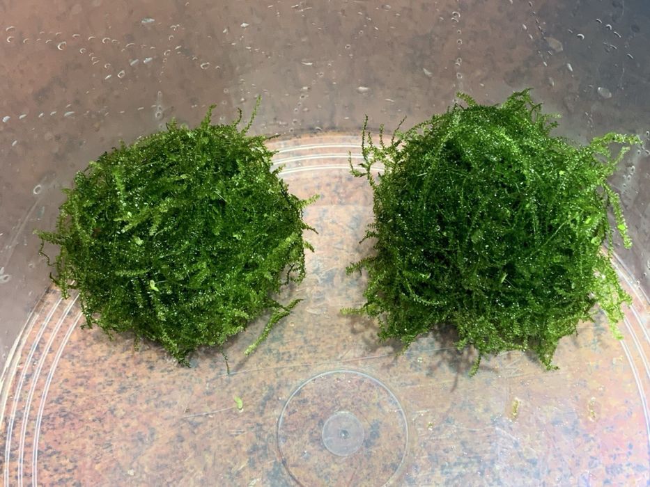 Яванський мох, акваріумний мох, акваріумні рослини